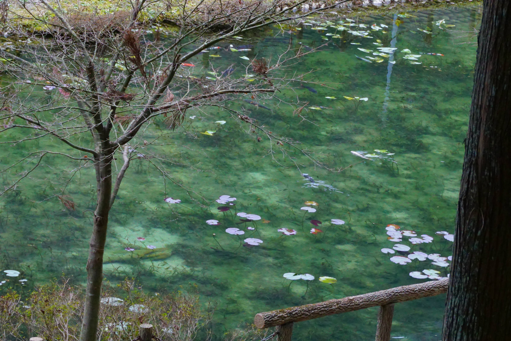 モネの池